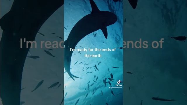 Где понырять с Тигровыми акулами? #sharkprofi смотреть онлайн