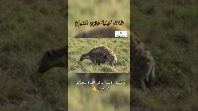 تزاوج ضباع смотреть онлайн