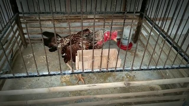 Ayam Jadi Ganas, Inilah Beberapa Manfaat Daging Kambing Untuk Ayam смотреть онлайн