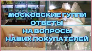 МОСКОВСКИЕ ГУППИ: ОТВЕТЫ НА ВОПРОСЫ ПОКУПАТЕЛЕЙ