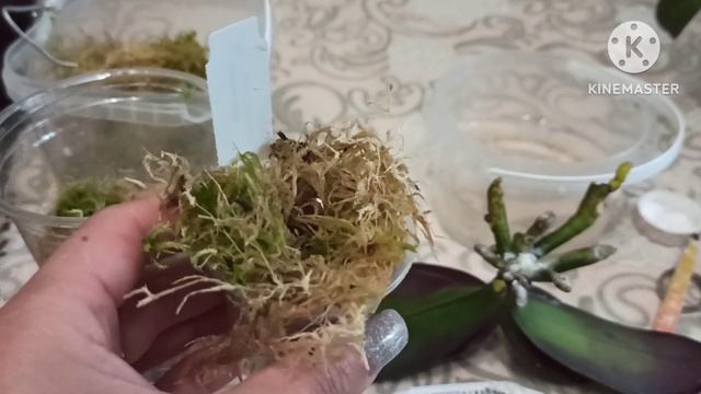 Наращиваем корни быстро. Волшебный живой мох.