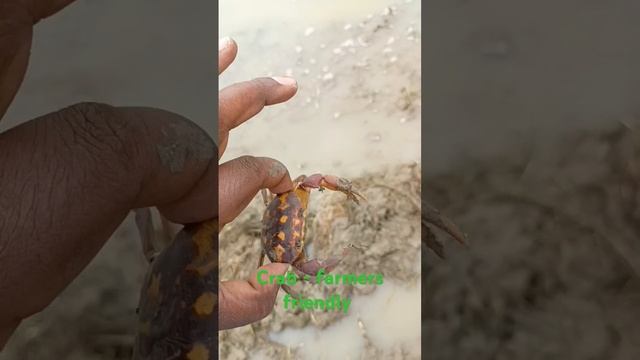 #crabscatching #crabs #crabsfarmers