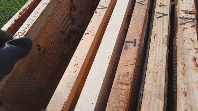 Белорусский Бакфаст в августе смотреть онлайн