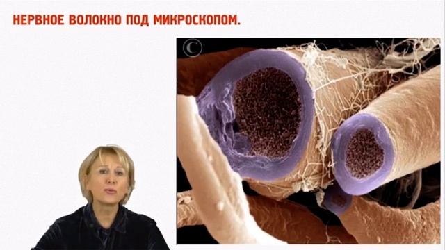 Урок 2. Нейронные механизмы памяти. Ольга Бутакова. смотреть онлайн