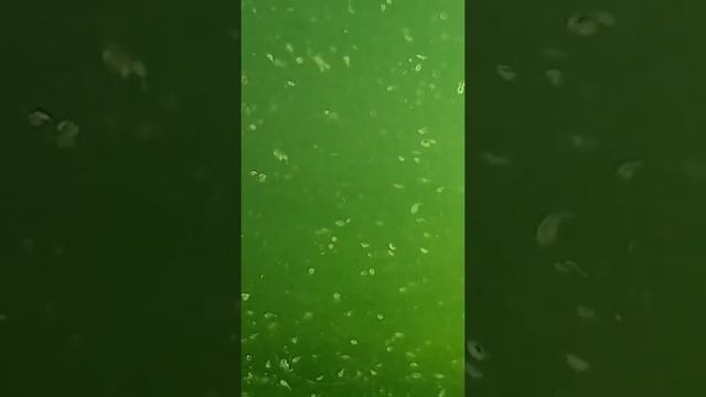 Nuôi sinh khối lớn copepods (Mass culture of Copepods) смотреть онлайн