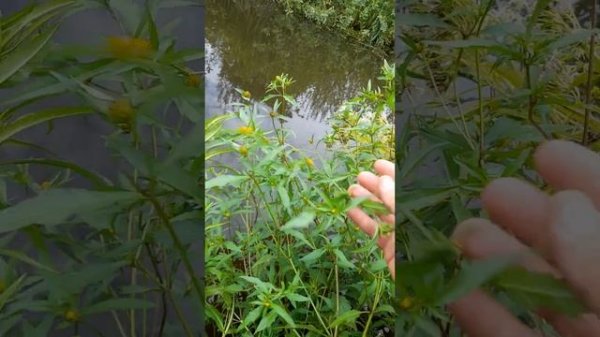 Учимся заготавливать череду.