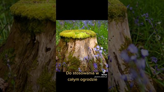 🤔Jak możesz zapobiec wyrastaniu chwastów?🌿 My wiemy! 👍 смотреть онлайн