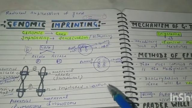 Genomic imprinting (Genetics): Praderwilli syndrome and Angelman syndrome by Akriti singh смотреть онлайн