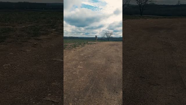 Восточно европейская овчарка. Альма ВЕО, 5 месяцев. Рост в холке 61см смотреть онлайн