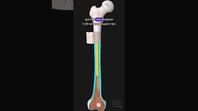 Строение костей