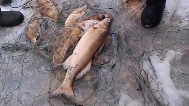 Тухлый судак и лещ из сетки под о Белов смотреть онлайн