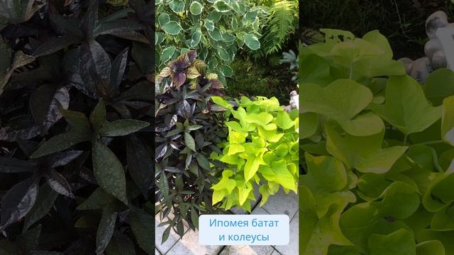 Однолетники сезона 2024 смотреть онлайн