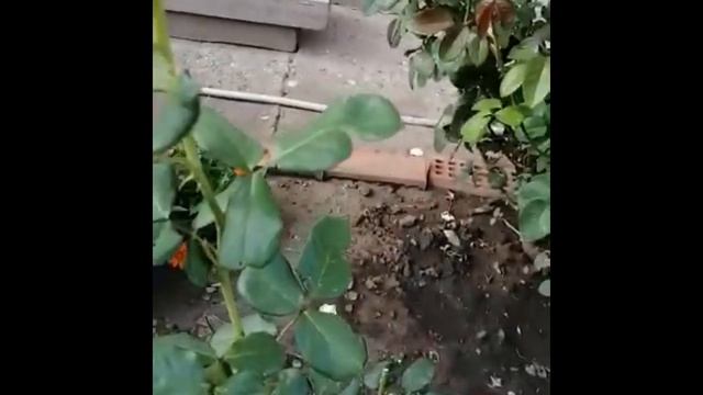 Настроение: Лето вернулось на улицу Правды!!! смотреть онлайн