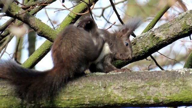 911. Veverka obecná, Red Squirrel, Eurasisches Eichhörnchen, Обыкновенная белка, #squirrel смотреть онлайн