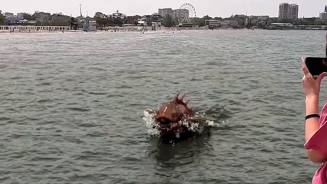 Неизвестное морское существо обнаружили в Чёрном море около Анапы смотреть онлайн