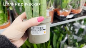 №43. Как выглядит Сансевиерия? Самые популярные сорта.