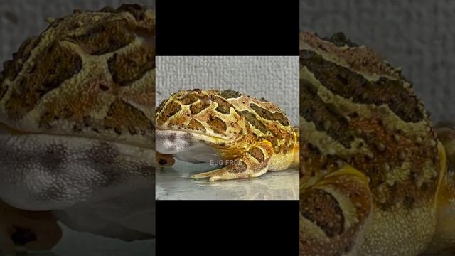 Frog Swallowing A Big Black Bug