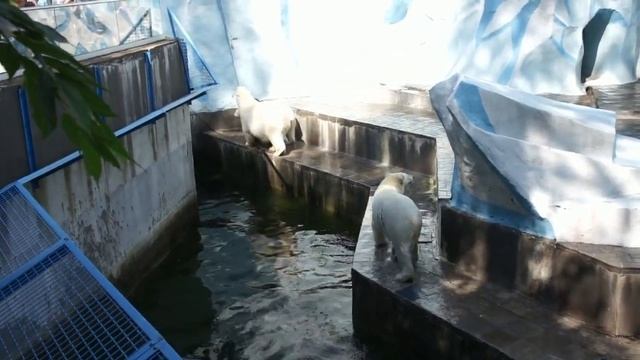 Белые медведи на даче. Герда не выдержала и прыгнула в воду, чтобы искупаться вместе с медвежатами смотреть онлайн