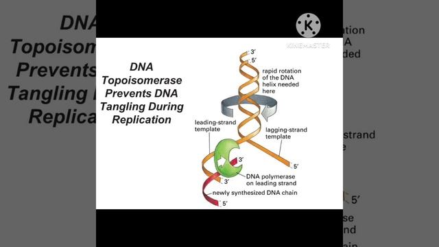 replication in E. COLI смотреть онлайн