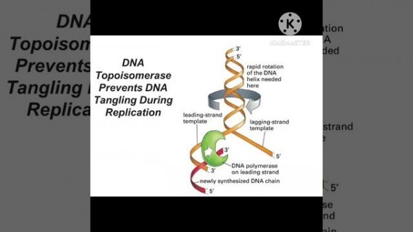 replication in E. COLI