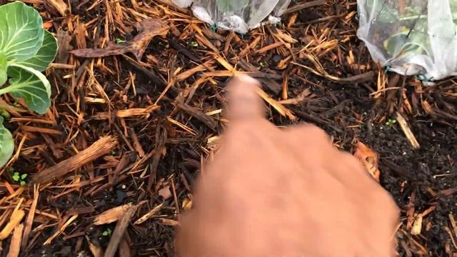 Fish fertilizer for vegetables and Morbloom for flowering plants. #gardening #garden #cc смотреть онлайн