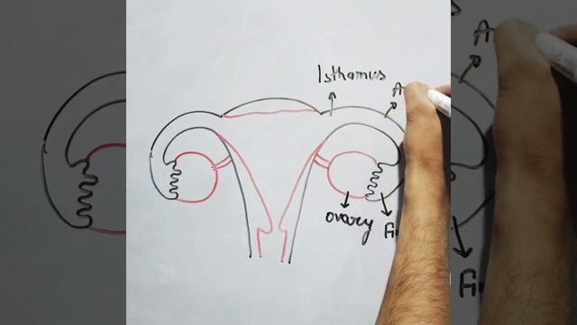 Female reproductive system @biologyclassaniket biology class 12 k chitra смотреть онлайн