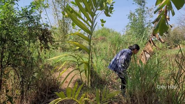 Video Full:7 Days Of Harvesting Agricultural Products And Building The Eventful Life Of A Young Gir