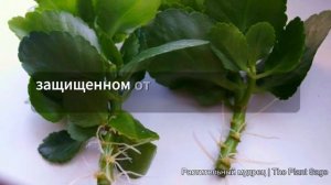 КАЛАНХОЭ РАЗМНОЖАЮ ТОЛЬКО ТАК! Секреты успешного размножения каланхоэ: легко и просто