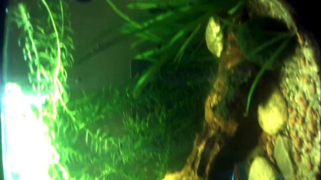 neon breeding смотреть онлайн