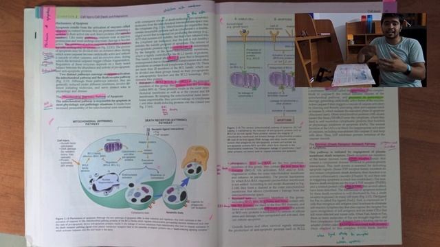 Apoptosis | Pathology | Based on University, NEET PG and USMLE Step 1 questions смотреть онлайн