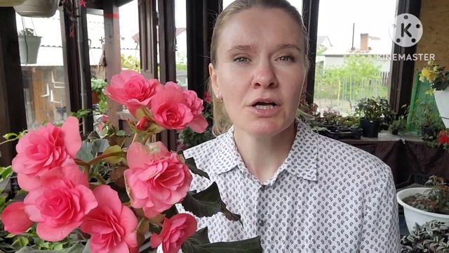 Как предотвратить подгнивание БЕГОНИЙ. Опыт и советы Ани (Хакасия) по препаратам Максим и Фитолавин смотреть онлайн