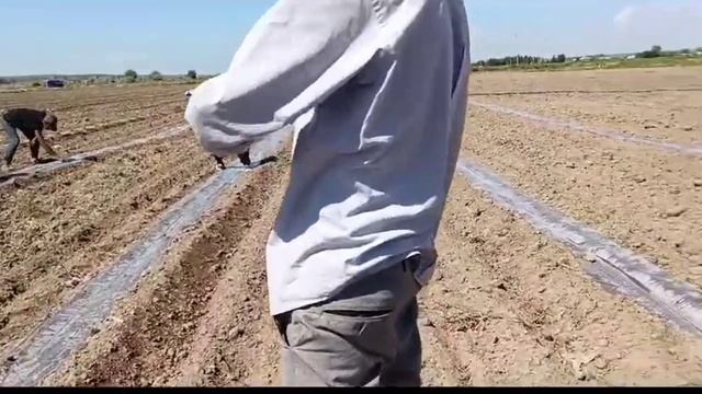 Тамшылап суғару арқылы қарбыз егу. смотреть онлайн