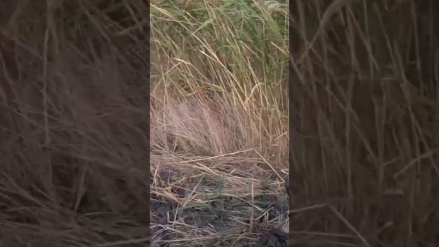 Выдержка этого Курцхаара, не подвела! смотреть онлайн