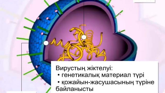 Вирустардың құрылысы мен жіктелуі смотреть онлайн