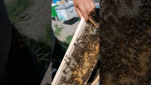 Карпатские пчёлы