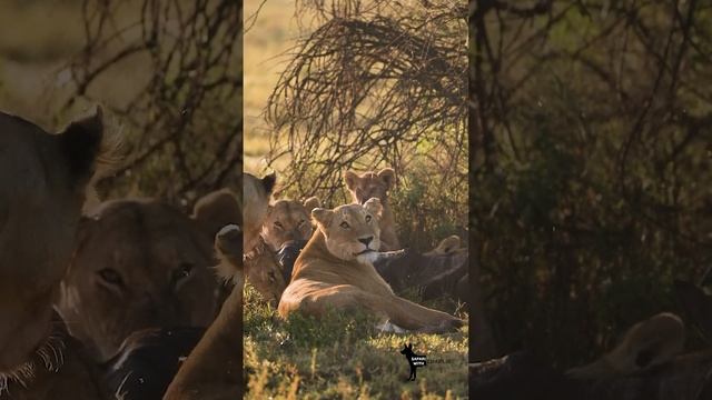 Lions on a kill, great migration in Tanzania #lion #wildlife #safari #animals #lioncub #big5 #cats смотреть онлайн