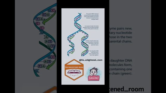 What is the importance of DNA copying in reproduction ? смотреть онлайн