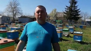 Этандиовая кислота VS Амитраз при лечении варроатоза