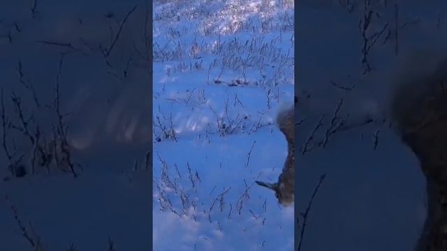 Охота с Патроном по зайцу и фазану - Курцхаары из Коробки смотреть онлайн