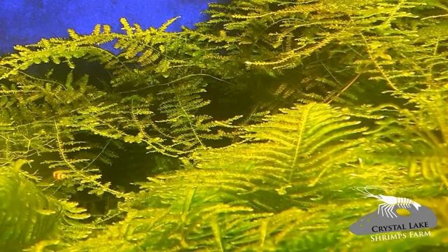 -Acquario- La durezza dell'acqua (gH e kH nel dettaglio) смотреть онлайн