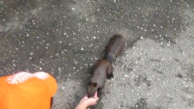 белочка смотреть онлайн