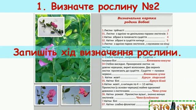 практична визначення рослин тварин грибів смотреть онлайн