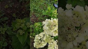 гортензия Би Хеппи,30.07.24,начала окрашиваться