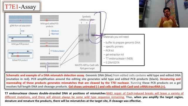 T7E1-Assay (The T7 Endonuclease 1)