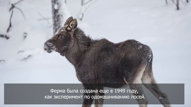 Первая в мире лосиная ферма