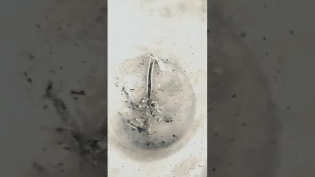 Burning magnesium in CO2 and Water #thinghiemne #magnesium смотреть онлайн