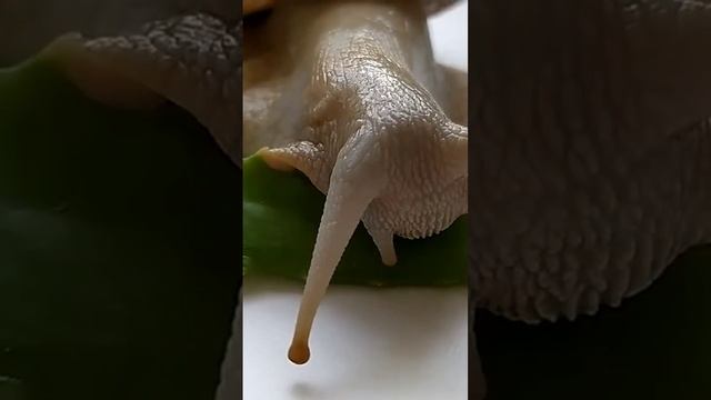 Очень вкусно! Не страшны Ахатинам колючки алоэ