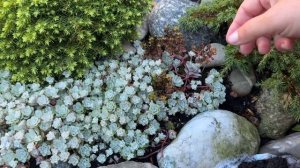 Очитки/ седумы - растения, устойчивые к жаре и засухе 🌟Седумы в моём саду🌟Fetthenne in meinem Garte