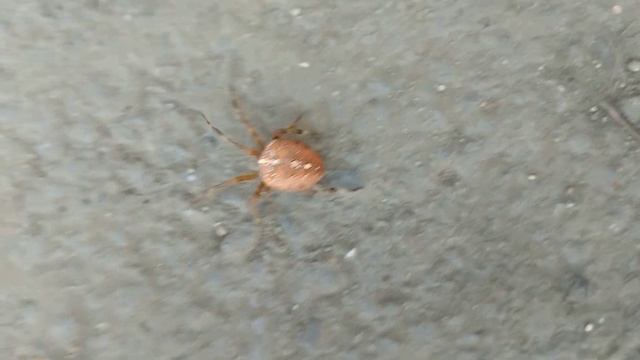 Паук Крестовик.