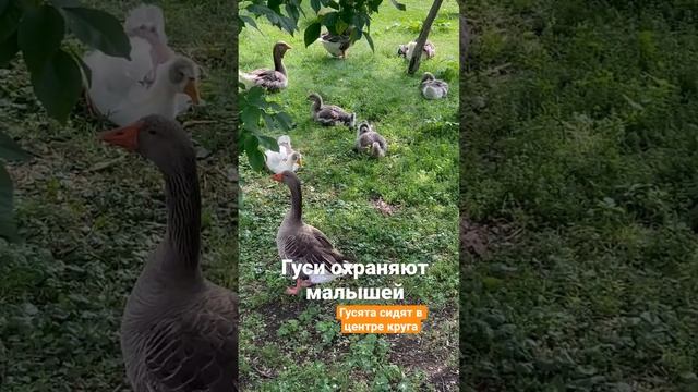 Гуси охраняют малышей. Обратите внимание, что гусята в самом центр. Это так мило. смотреть онлайн